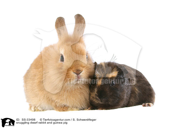 Zwergkaninchen und Meerschwein kuscheln / snuggling dwarf rabbit and guinea pig / SS-33498