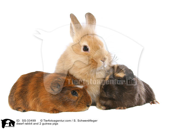 dwarf rabbit and 2 guinea pigs / SS-33499