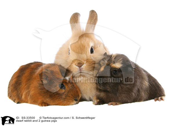 Zwergkaninchen und 2 Meerschweine / dwarf rabbit and 2 guinea pigs / SS-33500