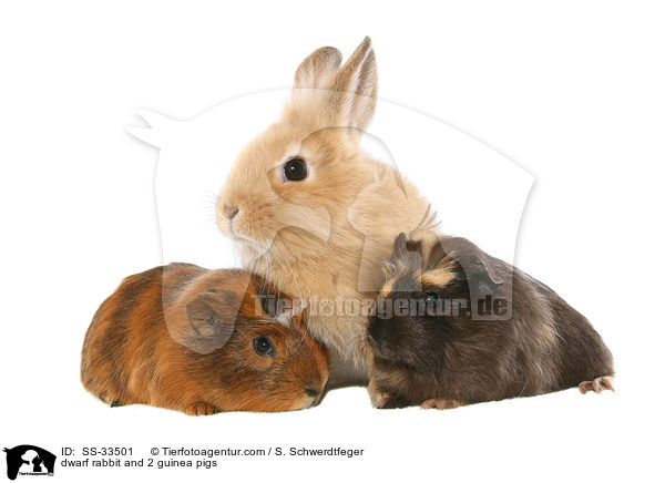 dwarf rabbit and 2 guinea pigs / SS-33501