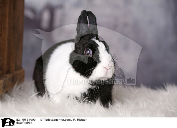 Zwergkaninchen / dwarf rabbit / RR-64000