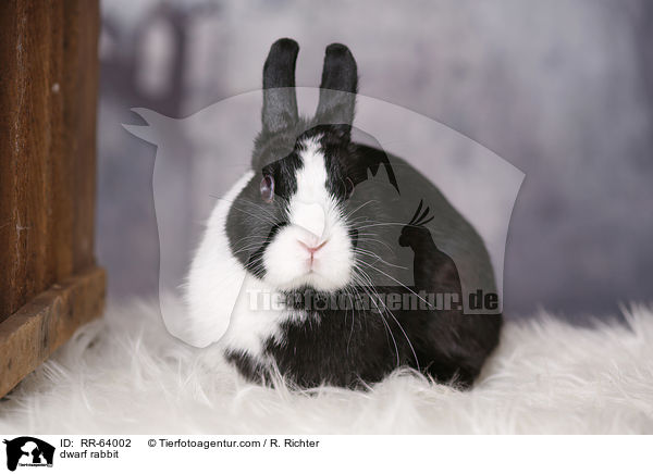 Zwergkaninchen / dwarf rabbit / RR-64002