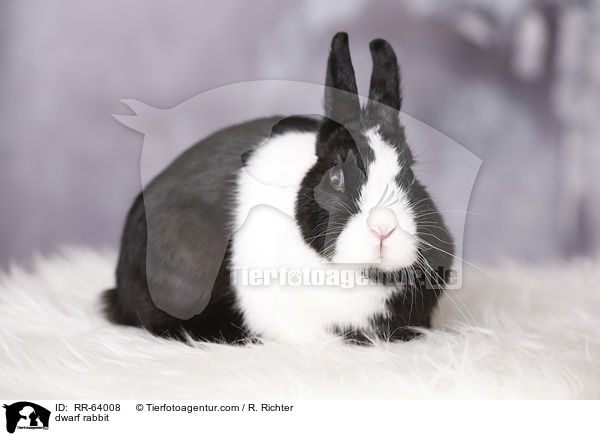 Zwergkaninchen / dwarf rabbit / RR-64008
