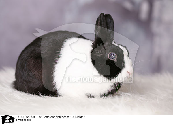Zwergkaninchen / dwarf rabbit / RR-64009
