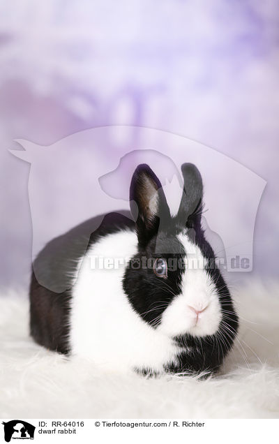Zwergkaninchen / dwarf rabbit / RR-64016