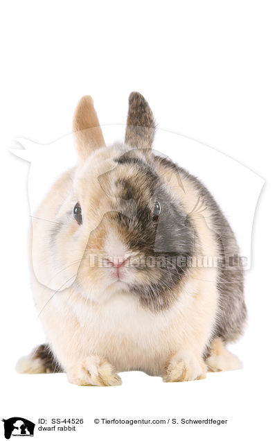 dwarf rabbit / SS-44526