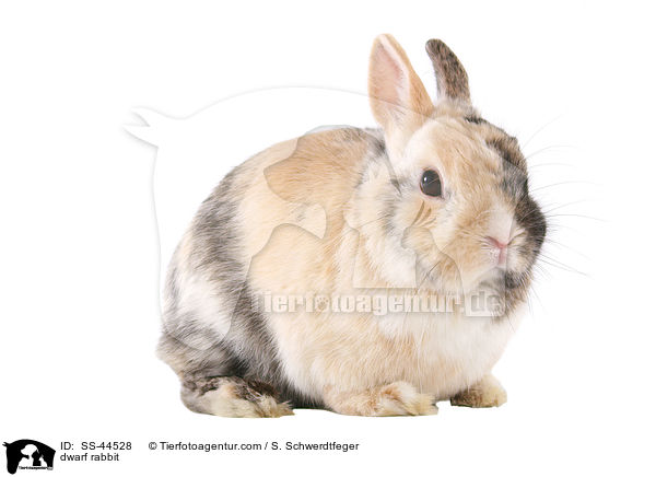 dwarf rabbit / SS-44528