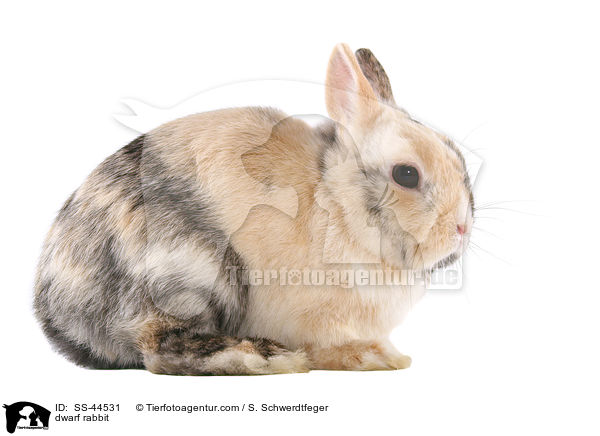 dwarf rabbit / SS-44531