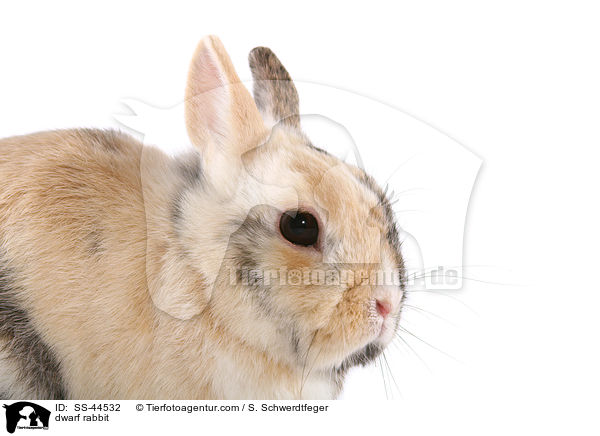 dwarf rabbit / SS-44532