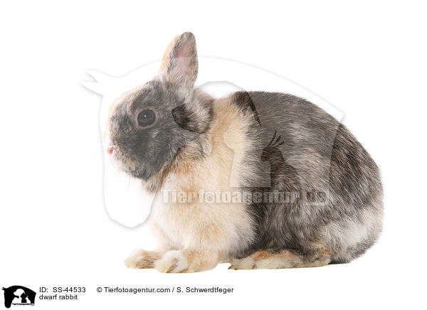 dwarf rabbit / SS-44533