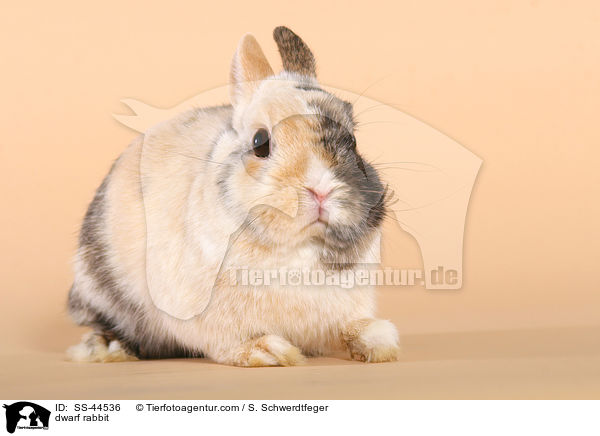 dwarf rabbit / SS-44536