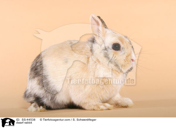 dwarf rabbit / SS-44538