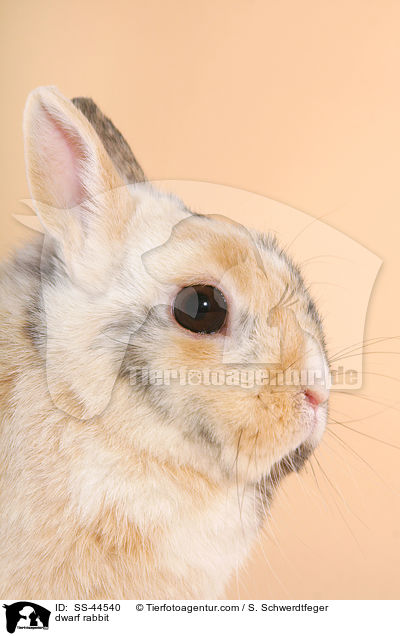 dwarf rabbit / SS-44540