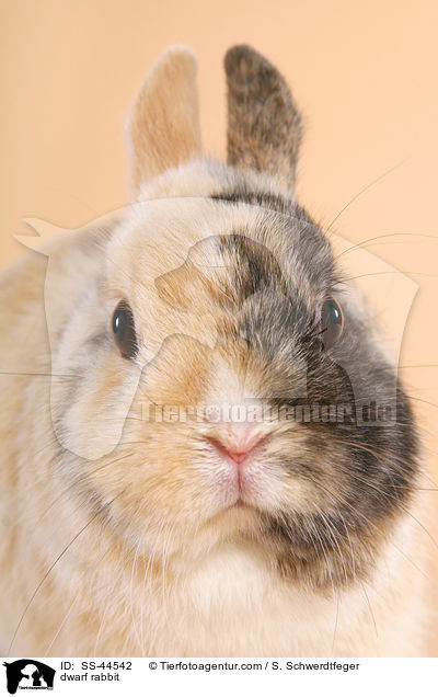 dwarf rabbit / SS-44542