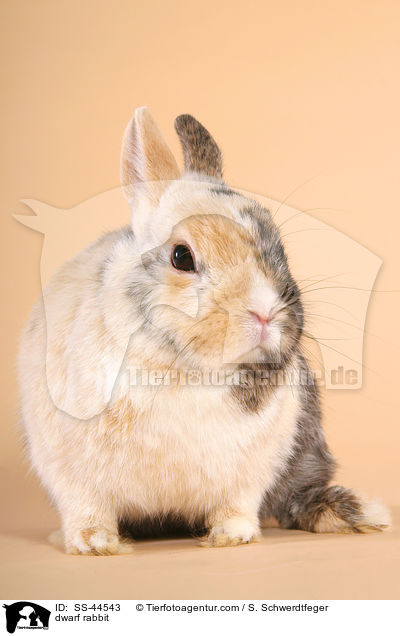dwarf rabbit / SS-44543