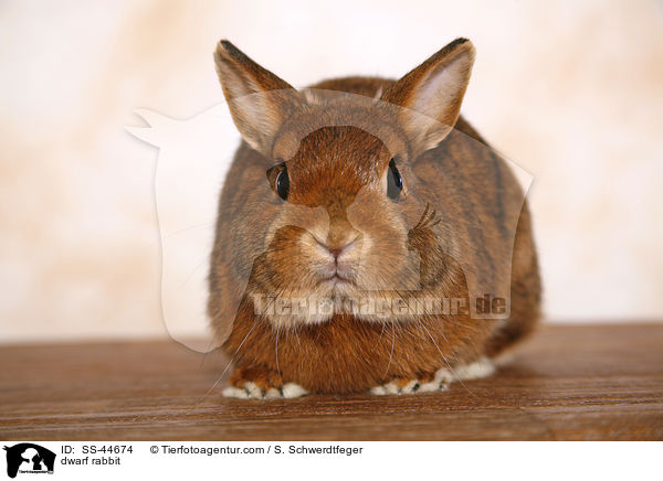 dwarf rabbit / SS-44674