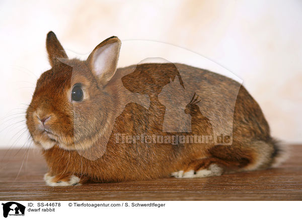 dwarf rabbit / SS-44678