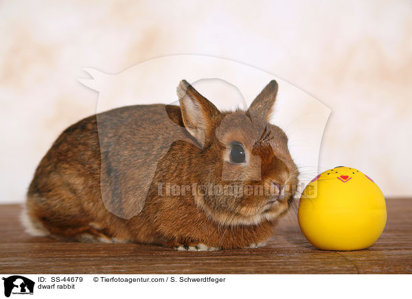 dwarf rabbit / SS-44679