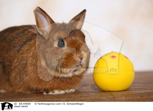 dwarf rabbit / SS-44680