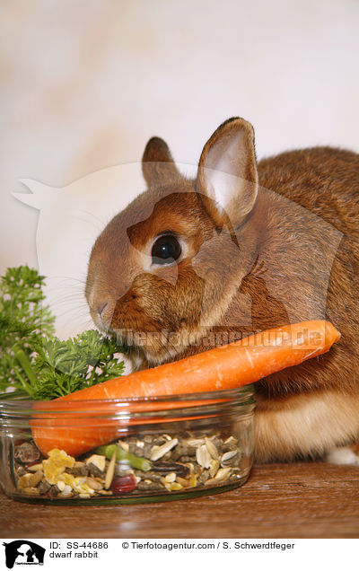 Zwergkaninchen / dwarf rabbit / SS-44686