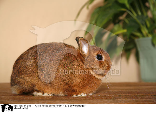 dwarf rabbit / SS-44688