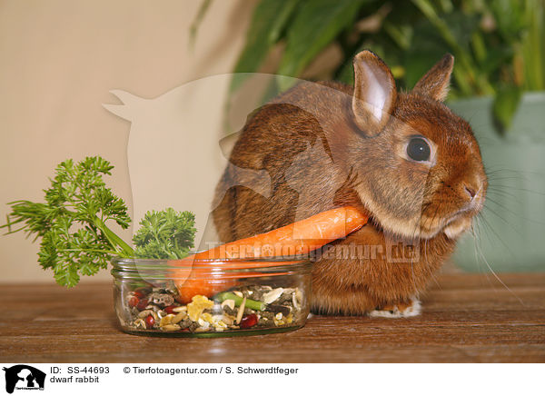 Zwergkaninchen / dwarf rabbit / SS-44693