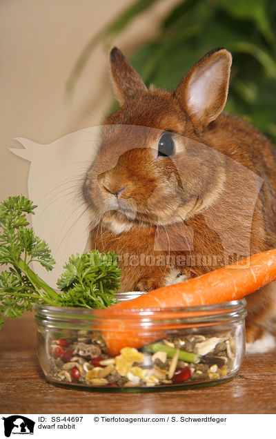 Zwergkaninchen / dwarf rabbit / SS-44697