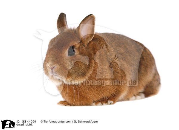 dwarf rabbit / SS-44699
