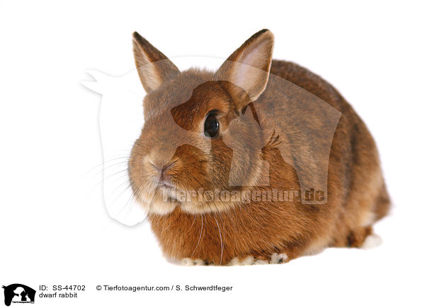dwarf rabbit / SS-44702