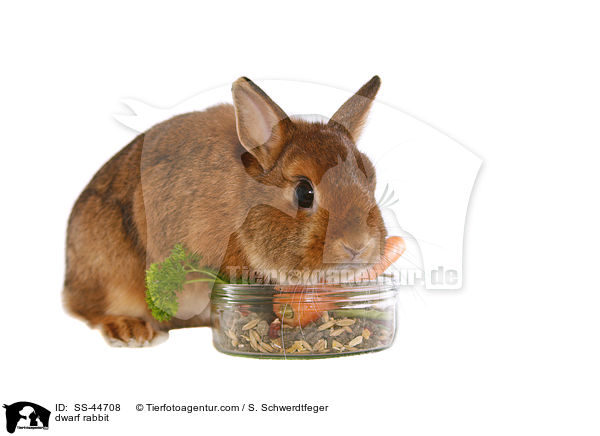 Zwergkaninchen / dwarf rabbit / SS-44708