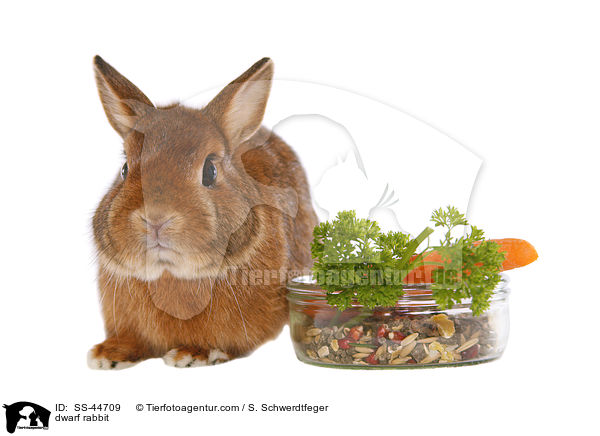 Zwergkaninchen / dwarf rabbit / SS-44709