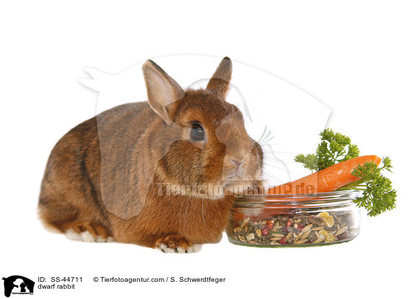 dwarf rabbit / SS-44711