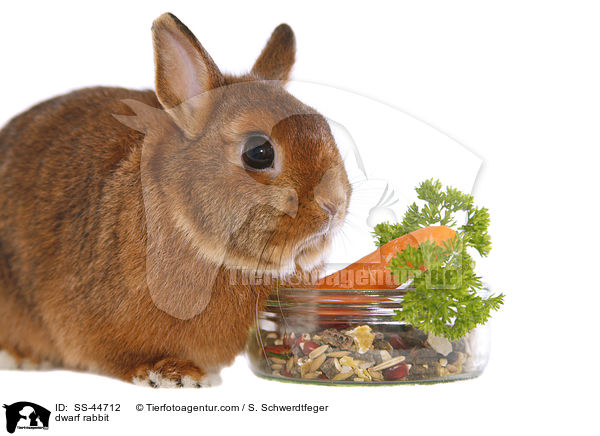 Zwergkaninchen / dwarf rabbit / SS-44712