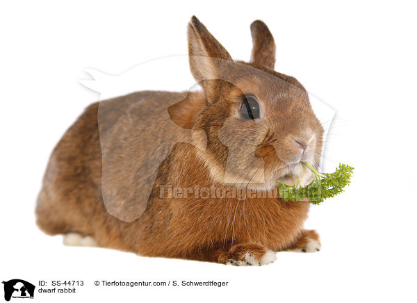 dwarf rabbit / SS-44713