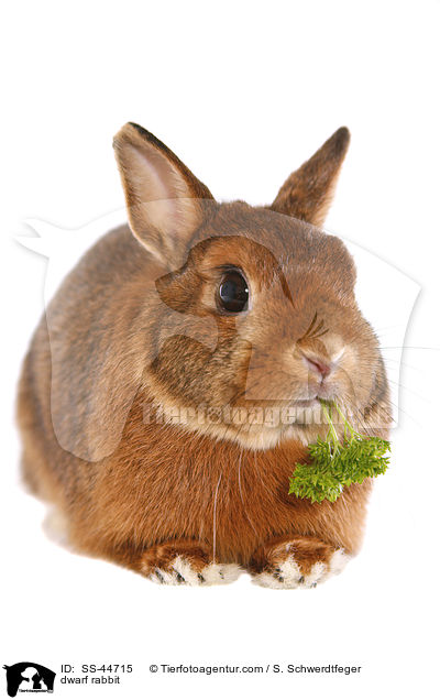 Zwergkaninchen / dwarf rabbit / SS-44715