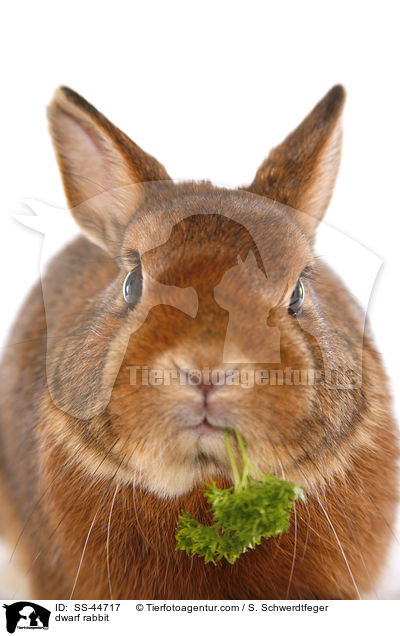 dwarf rabbit / SS-44717