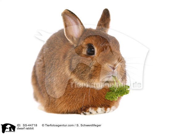 dwarf rabbit / SS-44718