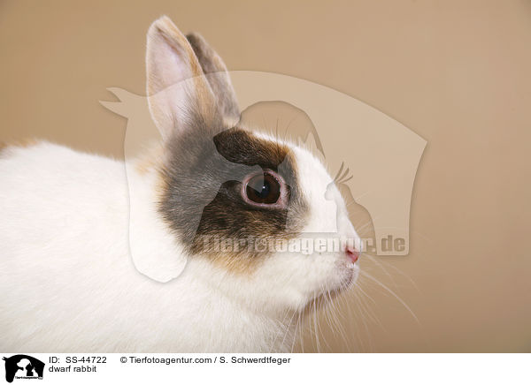 dwarf rabbit / SS-44722