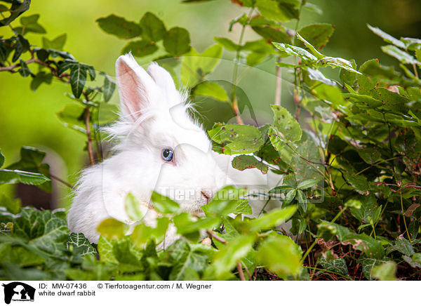white dwarf rabbit / MW-07436