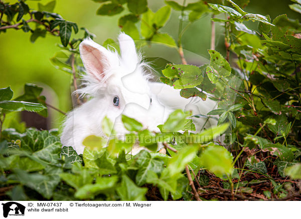 weies Zwergkaninchen / white dwarf rabbit / MW-07437