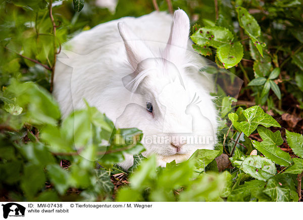 weies Zwergkaninchen / white dwarf rabbit / MW-07438