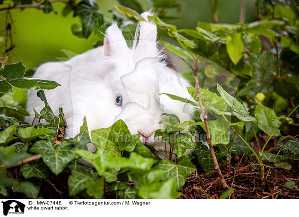 weies Zwergkaninchen / white dwarf rabbit / MW-07448