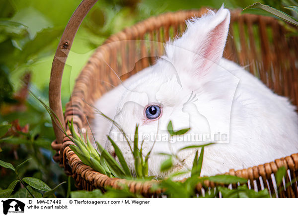 white dwarf rabbit / MW-07449