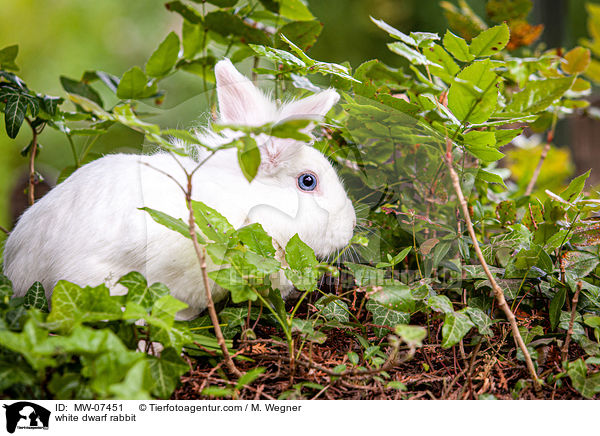 white dwarf rabbit / MW-07451