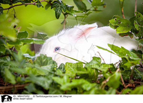 white dwarf rabbit / MW-07452