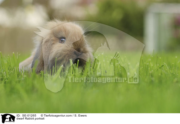 Zwergkaninchen Portrait / dwarf Rabbit portrait / SE-01265