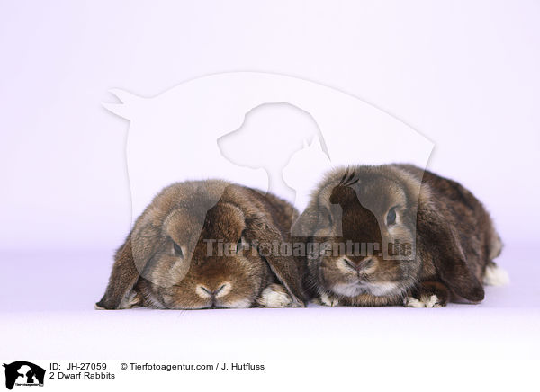 2 Dwarf Rabbits / JH-27059