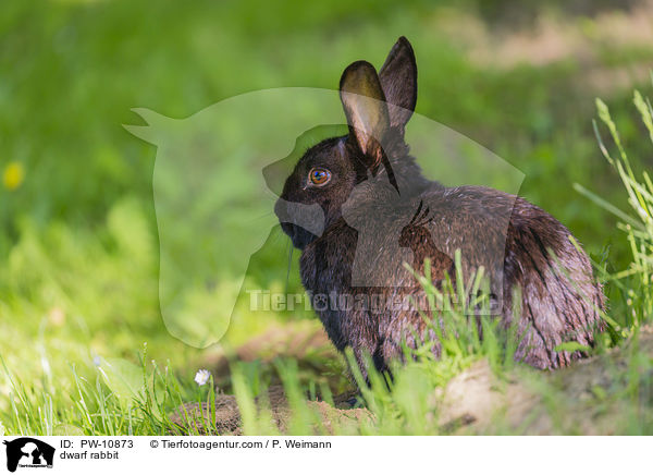 dwarf rabbit / PW-10873