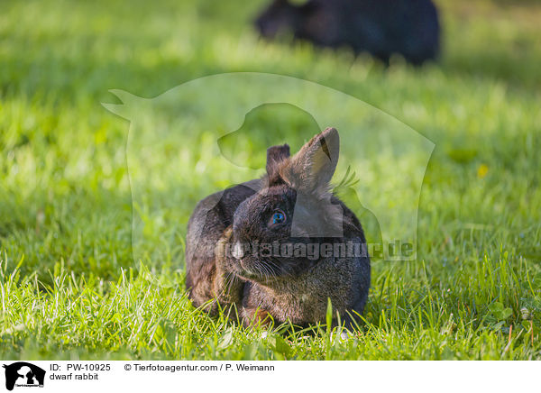 dwarf rabbit / PW-10925