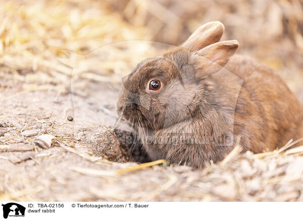 Zwergkaninchen / dwarf rabbit / TBA-02156